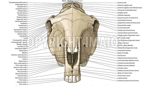 Horse-Osteology: Cranium, Sutures of the head | Skull anatomy, Horse ...