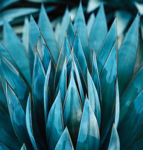 Agave supplier in the UK - Organic sweetener | Ingredients UK