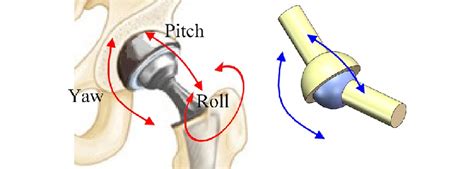 Structure of human ball-and-socket joint | Download Scientific Diagram