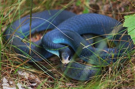 Blue Racer Snake - Learn About Nature