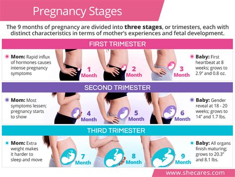 Discover the specifics of pregnancy trimesters to know what to expect and how to make th ...