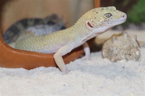 How To Choose The Best Substrate For Your Leopard Gecko: A Guide - Nature Discovery