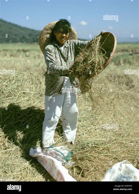 Philippines winnowing rice harvest Stock Photo - Alamy