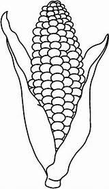 Corn Coloring Pages Printable  Home sketch template