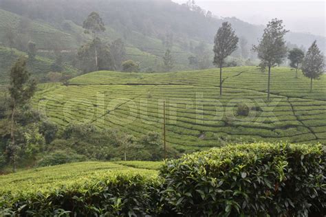 Tea Gardens in India | Stock image | Colourbox