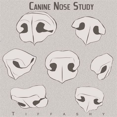 Canine/Wolf/Dog Nose Study by TIFFASHY - How to Art