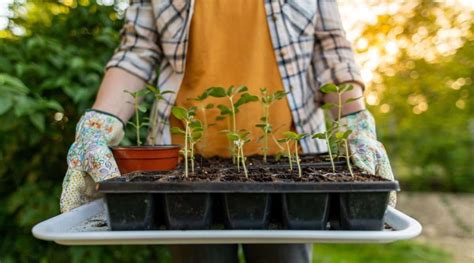 How to Plant, Grow, and Care For Lantana Plants