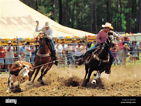 Two cowboys roping cow at rodeo. Queensland, Australia Stock Photo - Alamy