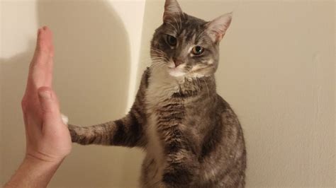 Cats high fives iz the best high fives (Gallery)