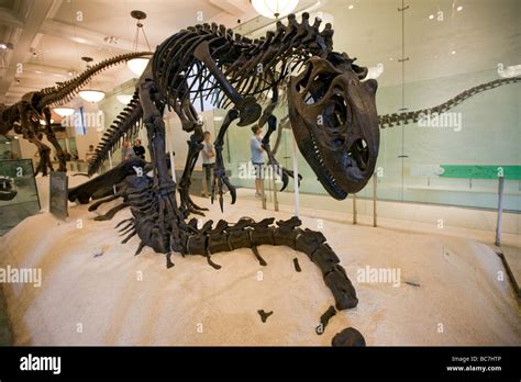 Allosaurus at the Dinosaur Exhibit Museum of Natural History NYC Stock ...