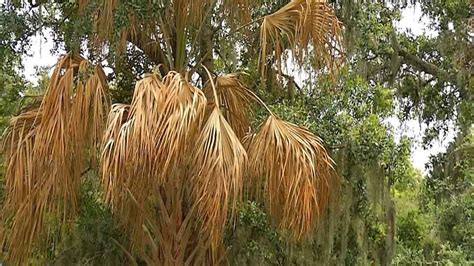 Palm Trees Are Tough, But This Disease is Killing Them