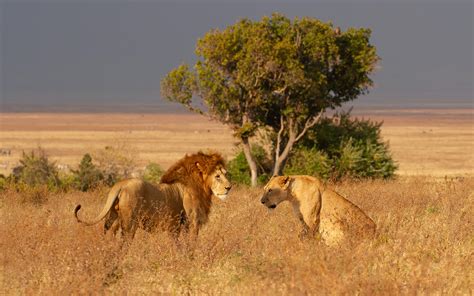 what are lions natural habitat Lion lions live habitat do where