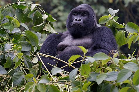 Endangered mountain gorilla population recovers to more than 1,000 | ABS-CBN News