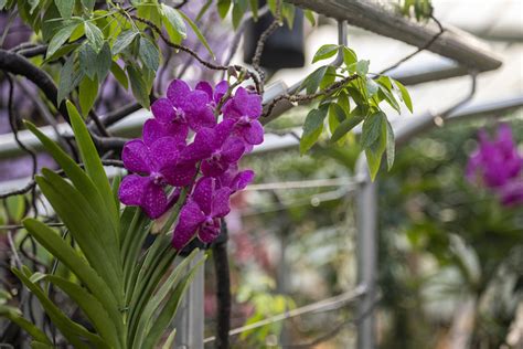 Kew Garden's Colourful Orchids Festival Returns, Celebrating Cameroon | Londonist