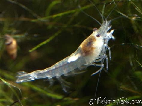 Snowball shrimp - Alchetron, The Free Social Encyclopedia