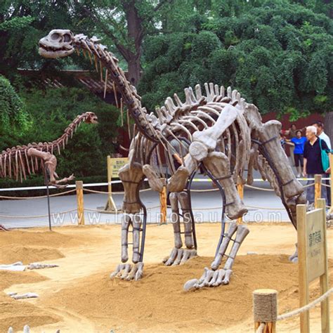 Apatosaurus Fossils Replica – Longtu Dinosaur Art