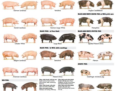 Pig breeds, Pig farming, Baby farm animals