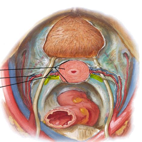 Male and Female Pelvic Viscera - StudyBlue