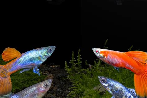 10 Coolest Freshwater Aquarium Fish - Prim Mart