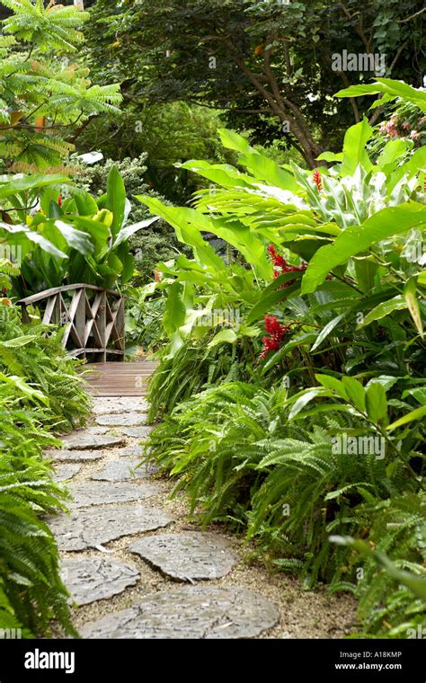 Andromeda botanic gardens barbados caribbean west indies Stock Photo ...