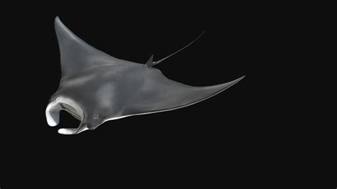 Model 84A - Manta Ray Feeding - Download Free 3D model by DigitalLife3D ...