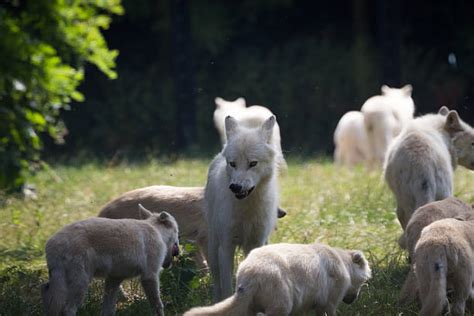 Wolf Pack Behavior Stock Photos, Pictures & Royalty-Free Images - iStock