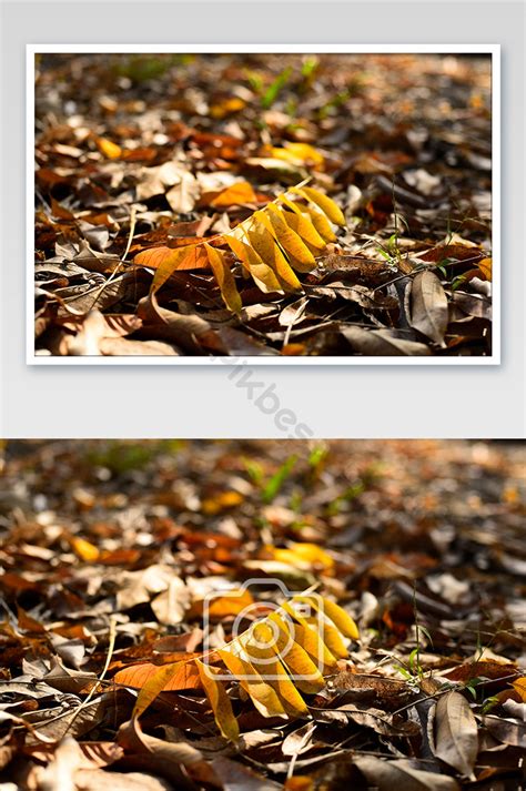 Fallen Yellow Leaves Photography Pictures | JPG Photo Free Download ...