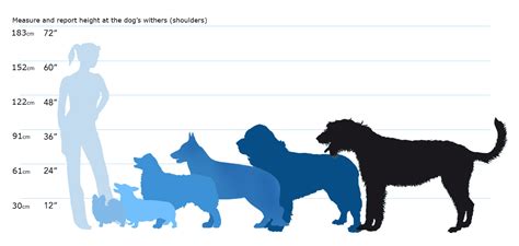 99+ Shiba Inu Size Chart - l2sanpiero