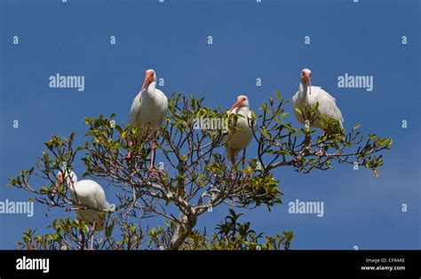 Ibises hi-res stock photography and images - Alamy