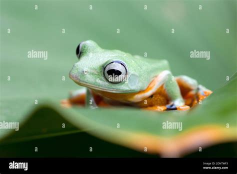 Javan tree frog on a leaf, Indonesia Stock Photo - Alamy