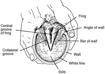 Functional Anatomy of the Horse Foot | Horse camp, Horse anatomy, Horses