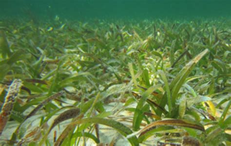 Seagrass Beds Ecosystem