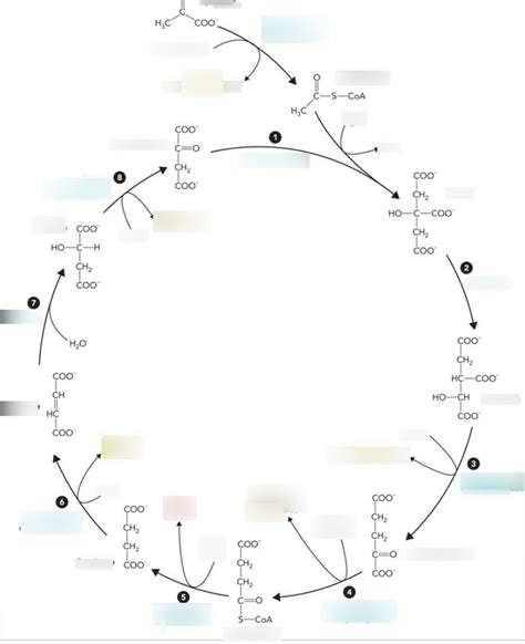 Krebs cycle Diagram | Quizlet