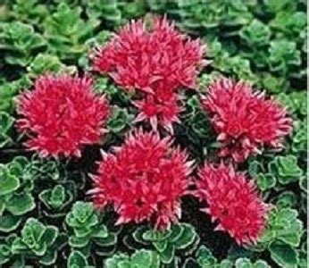 Sedum spurium 'Summer Glory' / Mongolian Stonecrop / Seeds