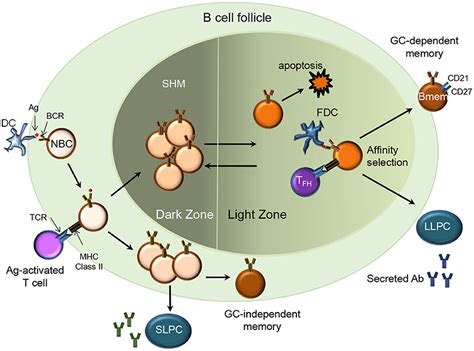 Frontiers | Insights From Analysis of Human Antigen-Specific Memory B ...