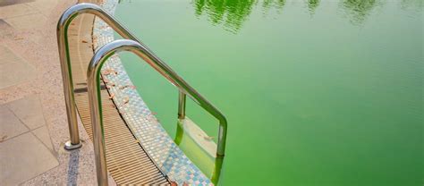 Green Pool Algae: A Prevention and Cleanup Guide | Poolhop Blog