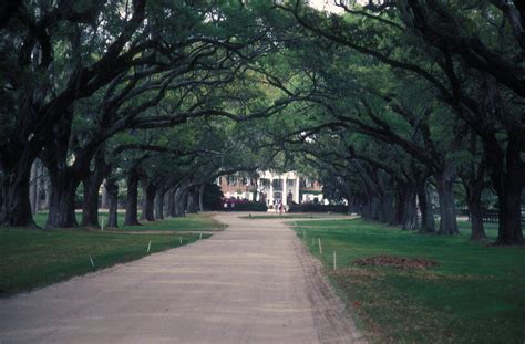 What to Look for at Boone Hall Plantation and Gardens