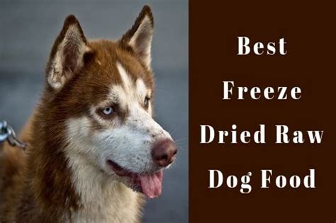 The Best Freeze-Dried Raw Dog Food (5 Reviews!)