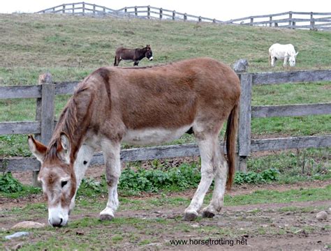 A Year of Heros #5: Donkey Sanctuary of Canada | Global Travel for Horse Lovers