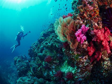 Diving In The Andaman Islands: An Essential Guide ⋆ Greaves India