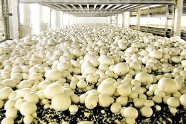 What Agtech Can Learn from Indoor Mushroom Farming – Center of ...