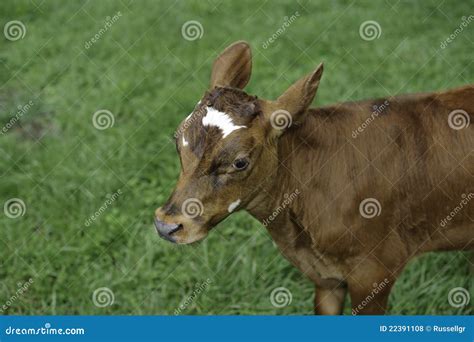 Heifer Project stock photo. Image of heifer, calf, mammal - 22391108