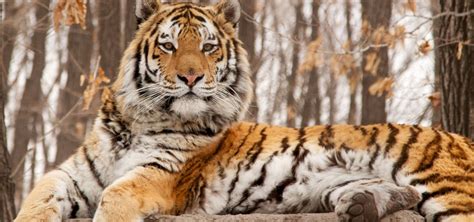 Tiger | Nature | PBS