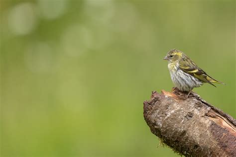 Siskin Bird Facts | Carduelis Spinus