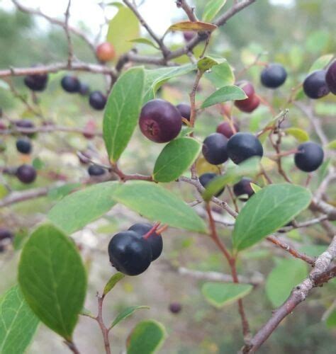 Sparkleberry | 15-100+ Seeds | Farkleberry / Huckleberry | Vaccinium Arboreum | Florida Native ...