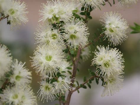 Kunzea ambigua”Kunzea” - Paten Park Native Nursery