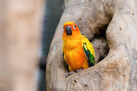 5 Interesting Facts About Sun Conures