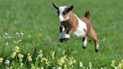 How Can You Tell If Your Goat Is Happy? Now We Know! : Goats and Soda : NPR