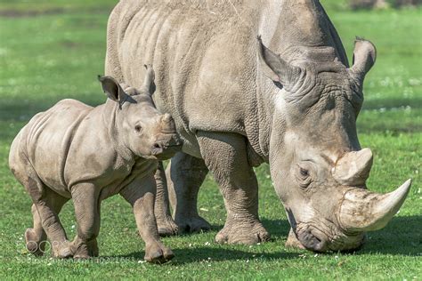 Baby Rhino with Mom by Gerald_H | Kevin Seawright's WordPress Blog