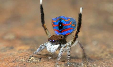 Scientists discover five new species of the beautiful Peacock spider ...